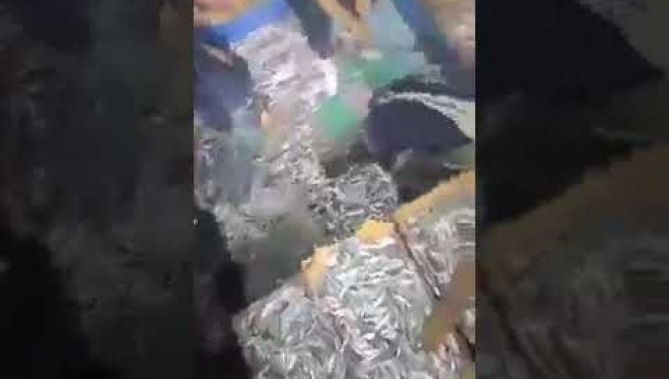 متداول ...صياد يوثق إنتاج وفير لسمك السردين و سفينة الصيد ممتلئة عن آخرها