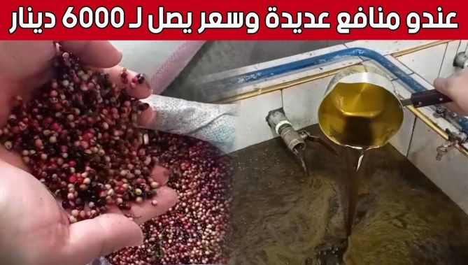 تعرف على المنافع العديدة لـ #زيت_الضرو الذي يصل ثمنه إلى 6000 دج.. شاهد: