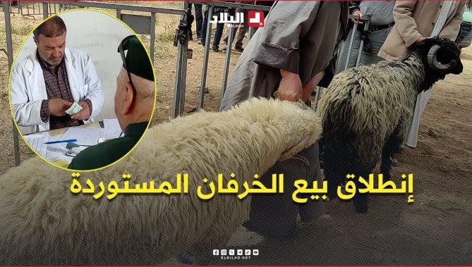 إنطلاق بيع الأضاحي المستوردة بـ #المدية .. #شاهدوا