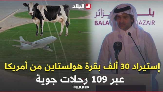 مدير شركة بلدنا الجزائر: سننطلق في استيراد 30 ألف بقرة من 9 ولايات أمريكية عبر 109 رحلات جوية