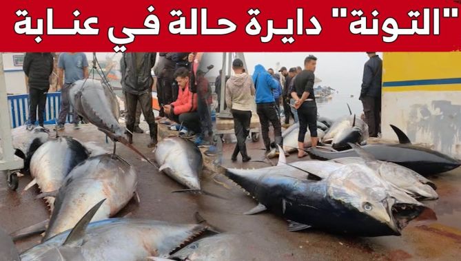 إصطياد أعداد كبيرة من سمكة #التونة بخليج شطايبي بولاية #عنابة .. شاهد: