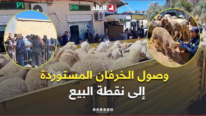 لحظة وصول أول دفعة أضاحي مستوردة من #إسبانيا إلى نقاط البيع بـ #وهران .. #شاهد