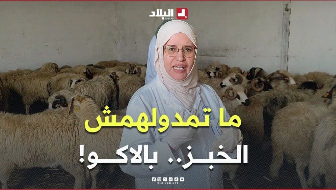 نصيحة هامة للمواطنين.."هذا واش ياكل الخروف المستورد.. ردو بالكم تعطولو الخبز" 🐏🥖