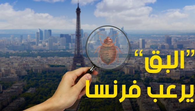 "بق الفراش" يغزو مدينة #باريس ويثير الذعر في #فرنسا 😱