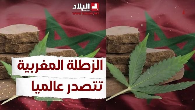المغرب يتصدر ترتيب دول العالم في إنتاج القنـ..ـب الهنـ..ـدي.. شاهد: