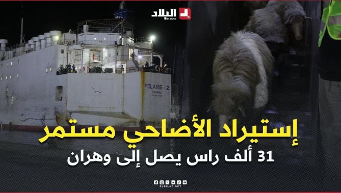 إستيراد الأضاحي مستمر .. ثاني شحنة أغنام تصل إلى ميناء #وهران