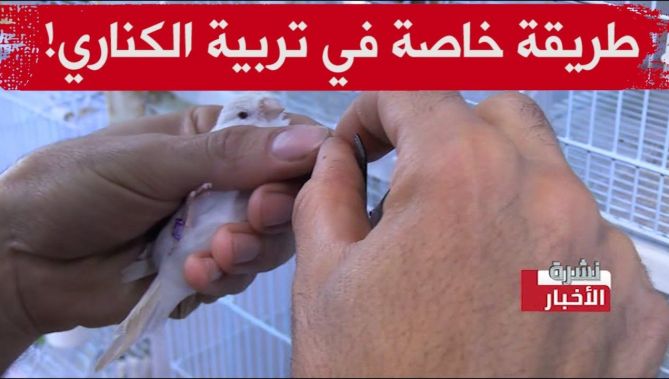 شاب جزائري يشرح طريقة خاصة في تربية طير الكناري