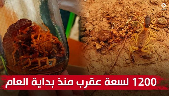 البيض: تسجيل أزيد من 1200 لسعة عقرب منذ بداية السنة