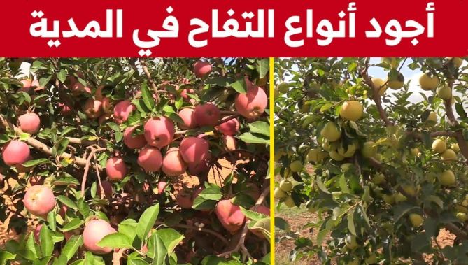 شاهدوا.. أجود أنواع التفاح في الجزائر من ولاية المدية