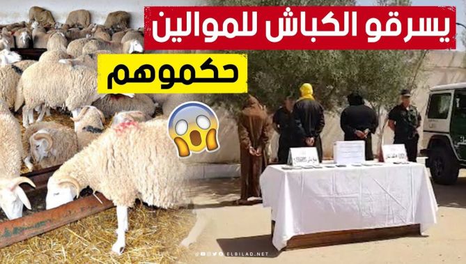 شااهد.. الإطاحة بسارقي المواشي في ولاية المسيلة واستعادة مبلغ معتبر من المال