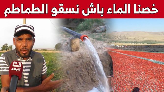 إنعدام رخصة السقي ترهن منتوج الطماطم الصناعية بالصبحة بولاية الشلف.. شاهد: