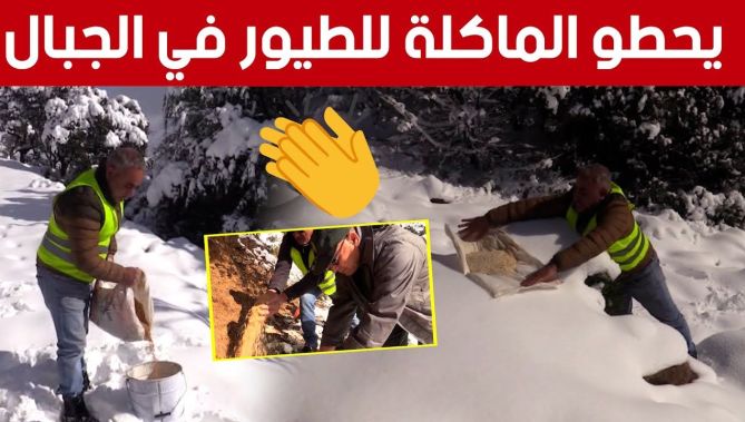 نثر الحبوب في مناطق الثلوج لإطعام الطيور.. عادة إنسانية قديمة متوارثة... شاهدوا