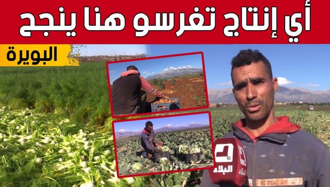 إنتاج وفير تحققه "شعبة الخضروات" بسهلي الأسنام وعين بسام بولاية البويرة... شاهدوا