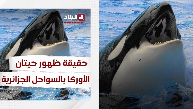 حقيقة ظهور حيتان #الأوركـــا بالسواحل الجزائرية.. شاهد: