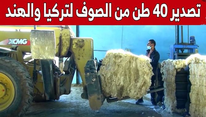 تصدير 40 طن من الصوف بولاية سعيدة إلى دولتي تركيا والهند.. شاهد