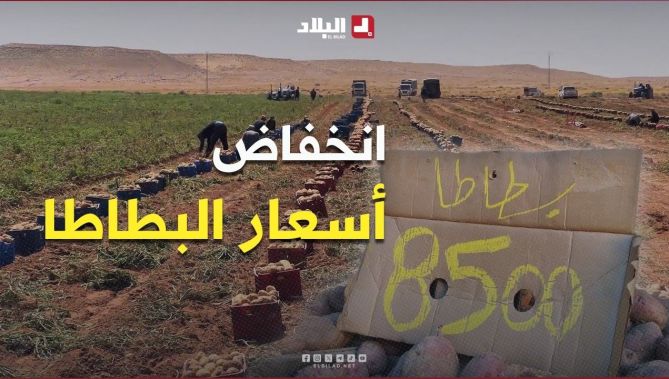 أسعار البطاطا تتراجع بعد جني المحاصيل في أفلو والأغواط