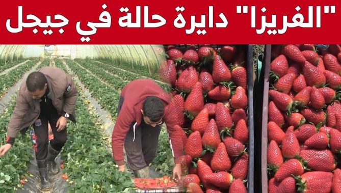 الفرولة في ولاية جيجل.. نشاط يتجذر بين المنتجين وعائلات المنطقة