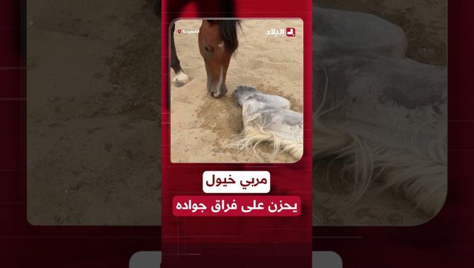 📍#متداول .. مربي الخيول السعودي #حمد_اللاحم يودّع حصانه وسط حزن كبير.. #شاهد