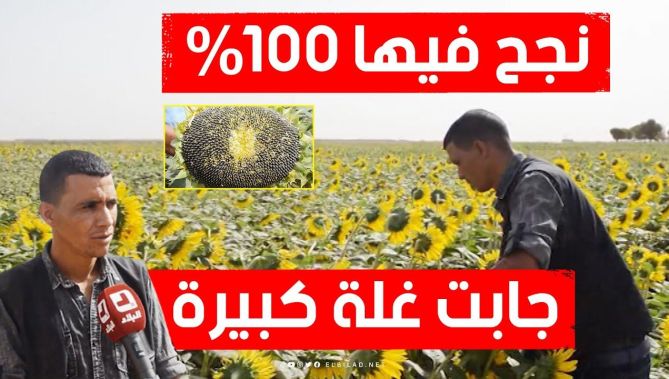 حقق نجاحا باهرا في زراعة عبّاد الشمس بتيارت.. شاهد كيف تمكن شاب من زرعها رغم المناخ الصعب لولايته