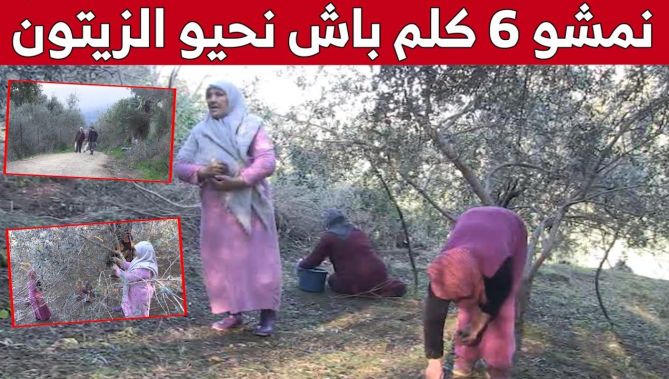 "خالتي فاطمة" من جيجل.. مُسنّة تمشي عدة كيلومترات يوميا لجني الزيتون!.. شاهدوا