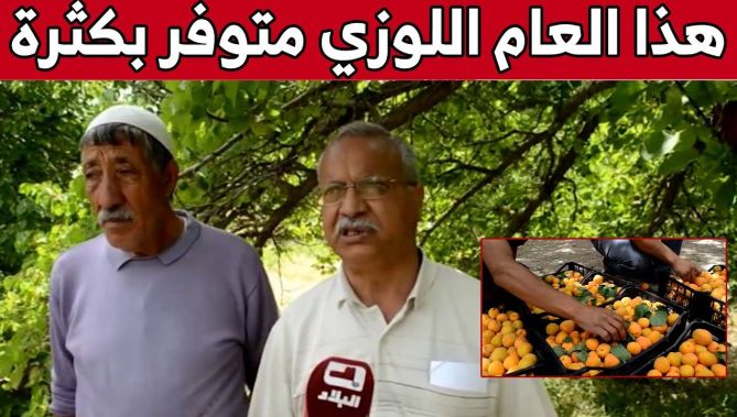 إنتاج كبير ووفير لـفاكهة "المشمش" في باتنة.. شاهد: