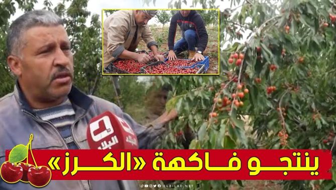 #بني_صميل.. منطقة بـ #تلمسان تشتهر بزراعة وإنتاج فاكهة #الــكــرز 🍒😍