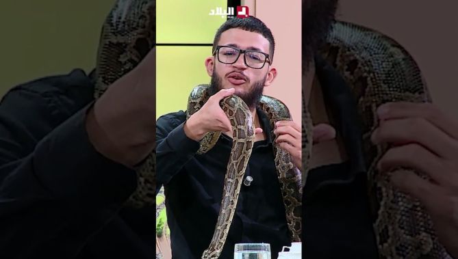 #شاهد هذا النوع من الثعابين عمرها غير عام ونص والطول تاعها زوج ميترات.. حجم ضخم