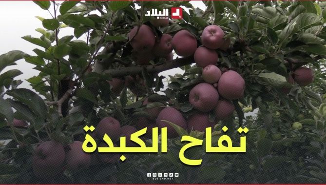 موسم جني "تفاح الكبدة" في باتنة.. جودة عالية ومذاق لا يقاوم.. #شاهدوا