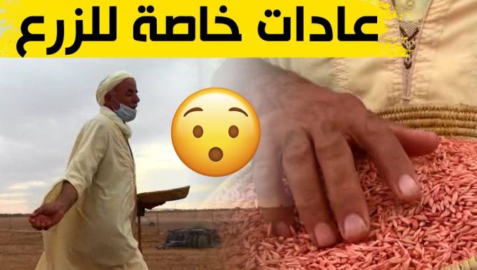 بالفروسية والغناء الشعبي وترديد أقوال متوارثة.. هذه هي عادات الزرع والحرث في ولاية سعيدة