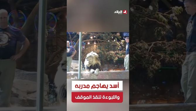 #متداول.. بسبب نظرة مباشرة إلى وجهه.. أسد يهاجم مدربه قبل أن يتراجع بتدخل اللبوءة!