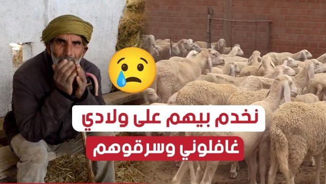 "هذوك هوما رزقي.. نخدم بيهم على ولادي"😢😞.. عصابة سرقة المواشي تسلب فلاحا من باتنة 37 رأس ماشية😱