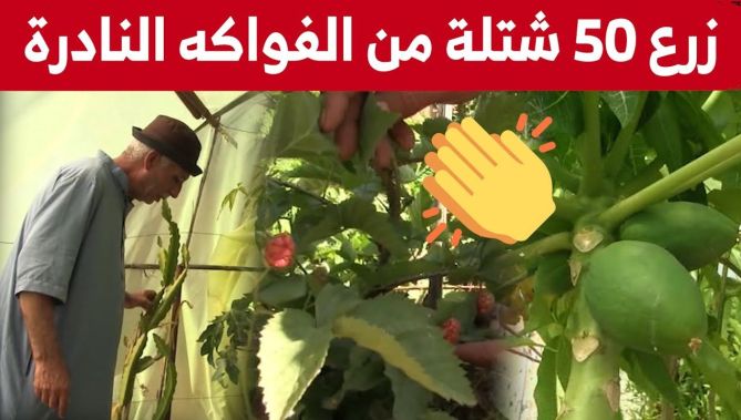 لحسن من عين الدفلى.. فلاح ينجح في زراعة 50 شتلة لفواكه استوائية نادرة.. شاهد