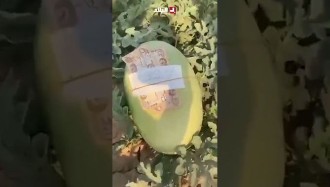 “البطيخة 🍉 والأمانة 😍”.. مواطن عراقي يترك ثمن البطيخة في المزرعة قبل أن يرحل