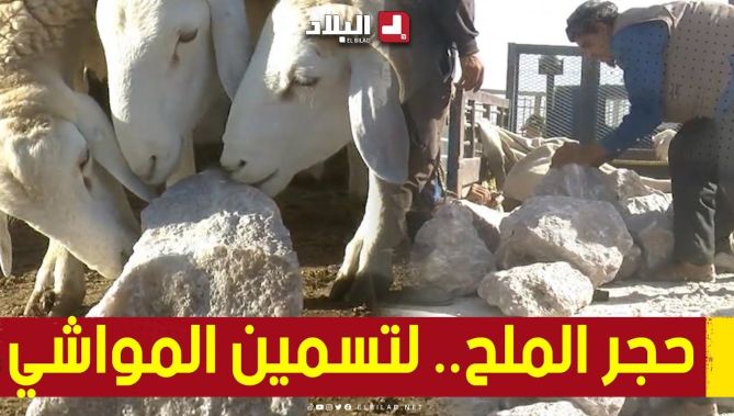 #حجر_الملح.. تعرفوا عليه وعلى طريقة مساهمته في #تسمين_المواشي 🤔