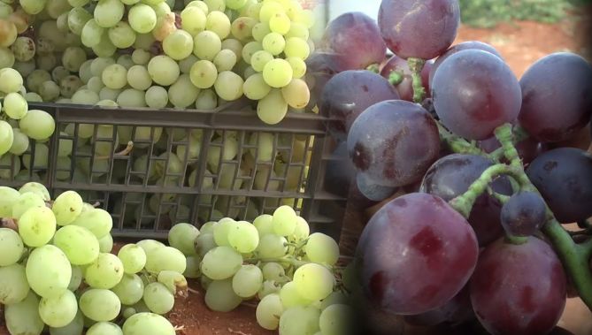 "الكاردينال".. أجود أنواع العنب في الجزائر ويدوم حفظه طويلا بعد الجني .. شاهدوا