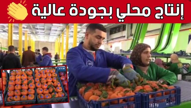 شاهد جودة الإنتاج المحلي لفاكهة #البــرتقــال من أحد مصانع التعليب والتصدير في #البـــليدة 👏🇩🇿