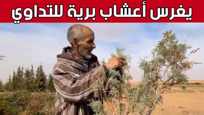 "أحمد" من البيض.. هاو للنباتات ينجح في غرس "الأعشاب البرية" الخاصة بالتداوي.. شاهد: