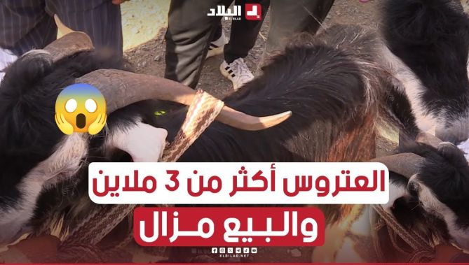 من #سوق_المواشي🐐 بـ #البويرة.. احد #الموالين ماحبش يبيع العتروس بـ3 ملاين ونص .." البيع مزال" قالو 😱