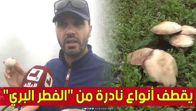 #الفطر_البري يصنع الحدث بجبال #البابور.. هكذا يجني #يوسف أنواعا مختلفة من الفطر بـ #سطيف 🥰😍