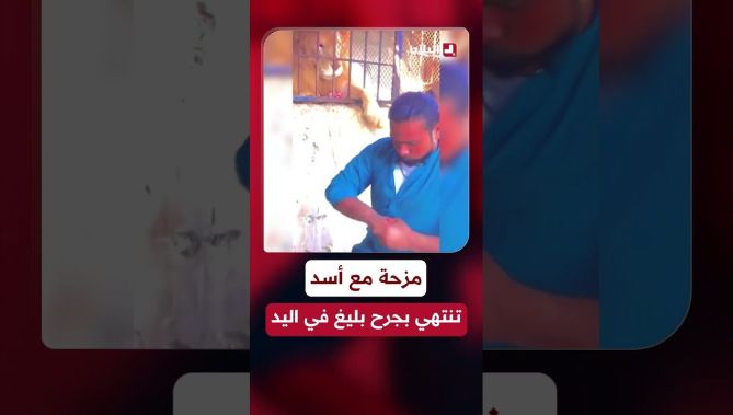 #متداول .. شاب حاول التحرش بأسد من خلف القضبان ولمس أنفه لكن الأسد باغته وأصابه بمخلبه