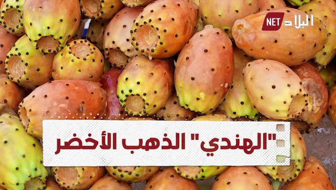 "الهندي" يحظى باهتمام كبير من طرف الجزائريين مؤخرا.. وهذا هو السبب!.. شاهدوا:
