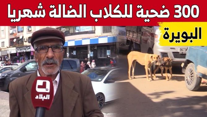 إنتشار الكلاب الضالة في الأوساط الحضرية.. خـ..ـطر يهـ..ـدد حياة الكبار والصغار.. شاهد: