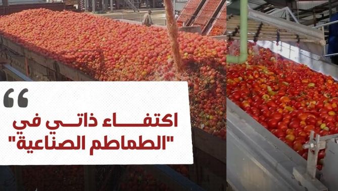 الجزائر تحقق الاكتفاء الذاتي في الطماطم الصناعية..شاهدوا: