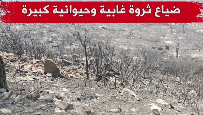 حرائق الغابات .. طوارئ في جبال "بني صالح" بين ولايتي قالمة والطارف