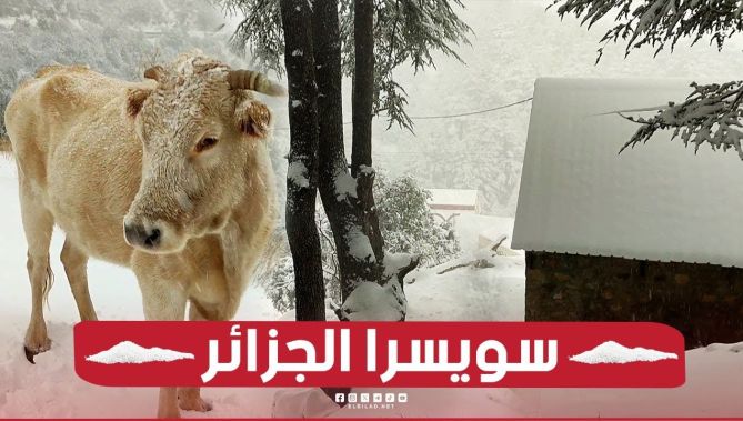 #البويرة: #مشاهد ساحرة من أعالي #جبال #تيكجدة وهي تكتسي البياض.. 😍