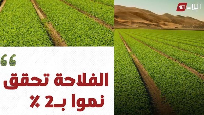 الجزائر تحقق نموا في الفلاحة بـ 2% في الأربع سنوات الأخيرة.. شاهد