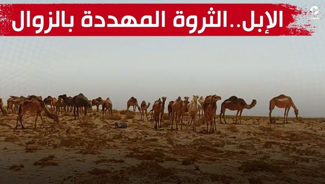 مربو الإبل بالبيض يناشدون السلطات مساعدتهم للحفاظ على الثروة الهامة.. شاهدوا