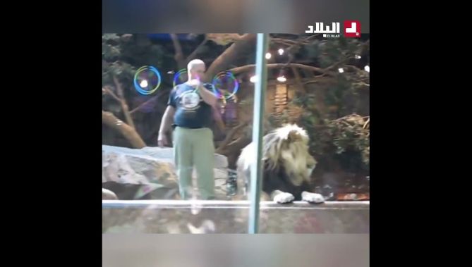 #متداول.. بسبب نظرة مباشرة إلى وجهه.. أسد يهاجم مدربه قبل أن يتراجع بتدخل اللبوءة!