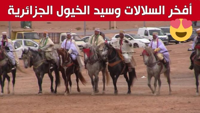 الحصان البربري.. أفخر السلالات وسيد الخيول الجزائرية.. شاهد: