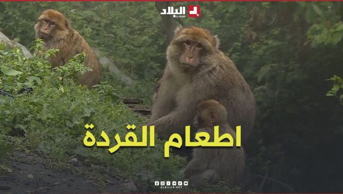 "لقمة من الزائر".. خطر يهدد القردة المكاكية والتوازن البيئي